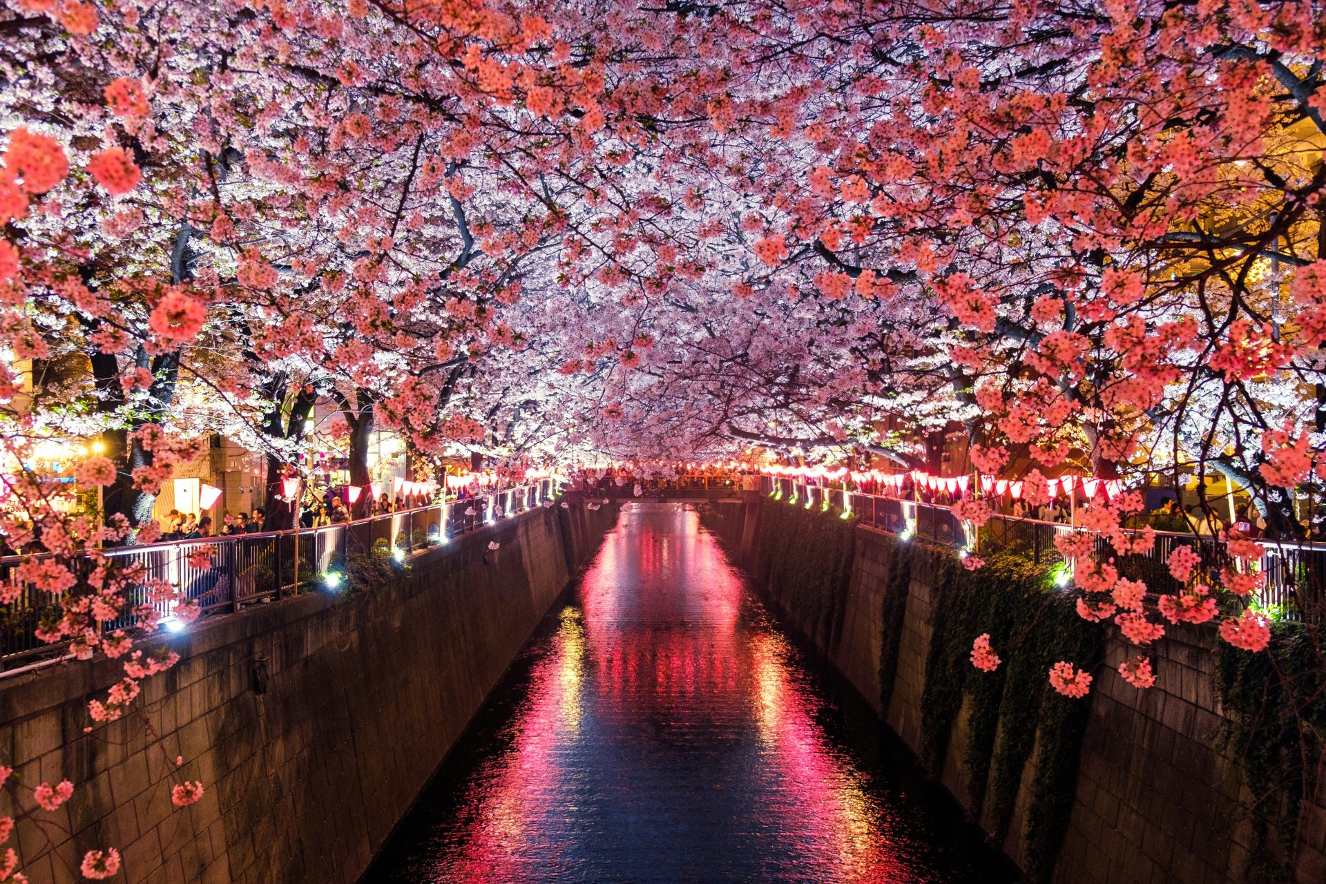Discover Japan During Cherry Blossom Season
